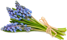 Muscari Mixture